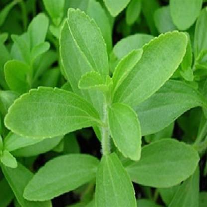 STEVIA LEAF